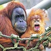 Orangutanlara